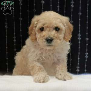 Gina, Mini Goldendoodle Puppy